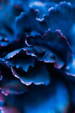 Blue carnation flower in bloom, abstract floral blossom art back