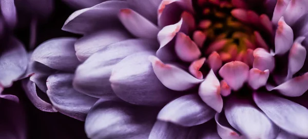 Paarse madeliefje bloemblaadjes in bloei, abstracte bloemen bloesem kunst — Stockfoto