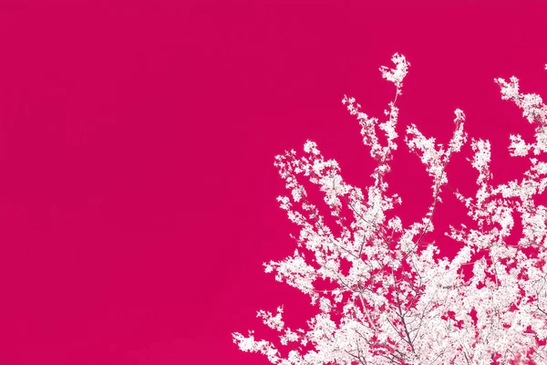 Floral abstracte kunst op kastanjebruine achtergrond, vintage Cherry bloemen — Stockfoto