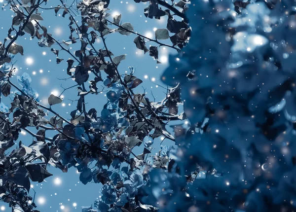 Boże Narodzenie, Nowy Rok niebieski kwiatowy charakter tła, karta wakacje — Zdjęcie stockowe