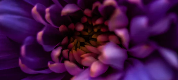 Purple daisy flower petals in bloom, abstract floral blossom art — 스톡 사진