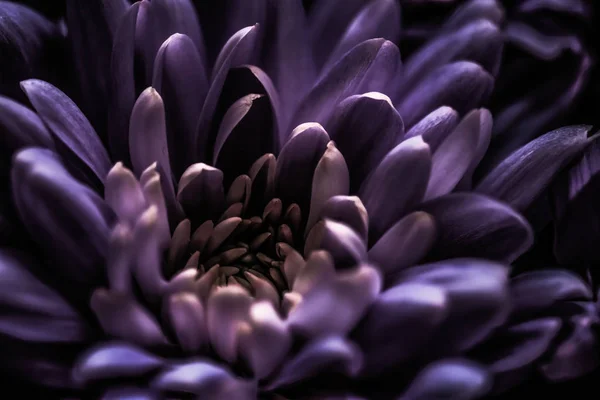 Purple daisy flower petals in bloom, abstract floral blossom art — Stock Photo, Image