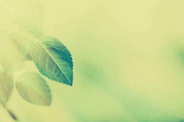 Green leaves as abstract vintage nature background, herbal folia