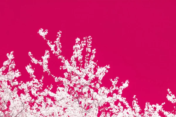 Art abstrait floral sur fond marron, fleurs de cerisier vintage — Photo
