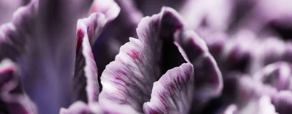 Purple carnation flower in bloom, abstract floral blossom art ba — ストック写真