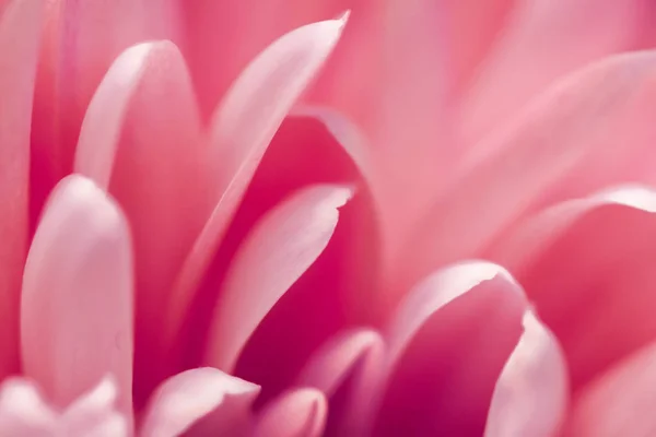Pétalos de flores de margarita de coral en flor, arte floral abstracto en flor — Foto de Stock