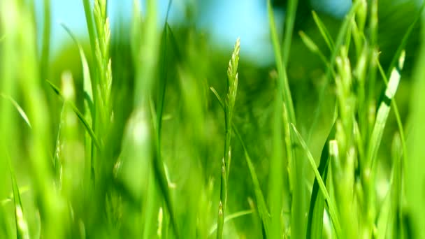 Levant les yeux à travers les cimes des arbres tandis que le soleil brille à travers le feuillage vert, forêt d'été au coucher du soleil — Video