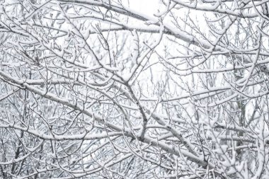 Kış soyut arka plan, karla kaplı güzel ağaçlar, C