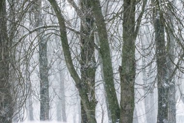 Kış soyut arka plan, karla kaplı güzel ağaçlar, C