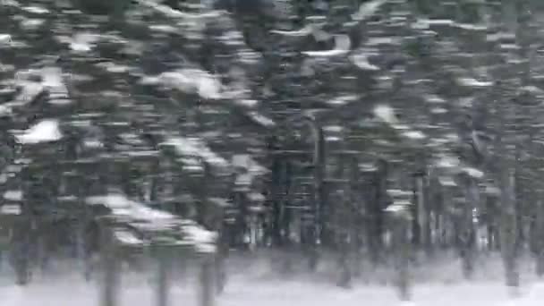 Vinter skog snöig väg resa, bil fönster utsikt över natursköna landskap i Europa, resor panorama och natur scen bakgrund, semester resa och kallt väder — Stockvideo