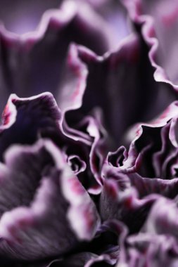 Mor karanfil çiçeği çiçek, soyut çiçek sanatı ba