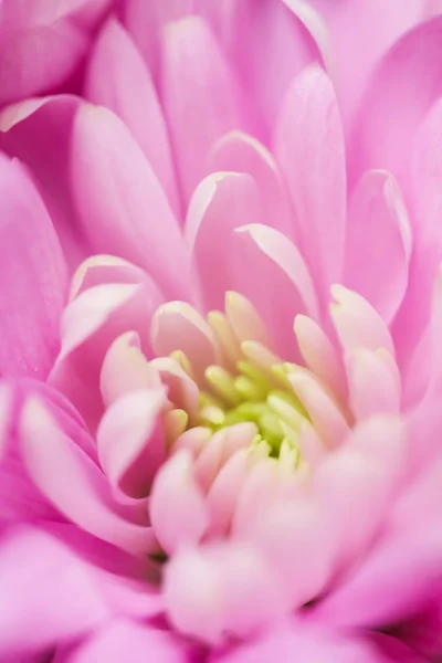 粉红菊花花瓣盛开，抽象花卉艺术b — 图库照片
