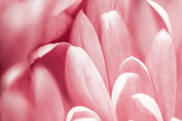 Rosa margarita pétalos de flores en flor, flores abstractas arte b — Foto de Stock