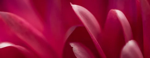 Pétales de fleur de marguerite rouge en fleur, art floral abstrait ba — Photo