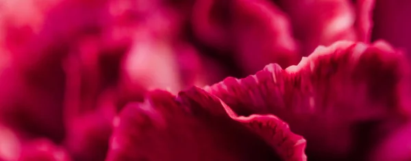Flor de clavel rojo en flor, flor floral abstracta art backg — Foto de Stock