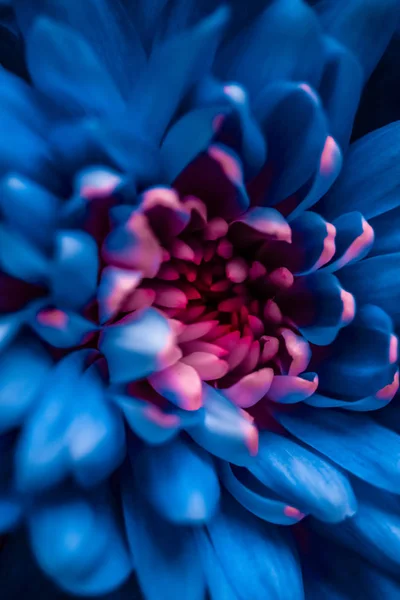 Цветущие лепестки голубой ромашки, абстрактное цветочное искусство b — стоковое фото