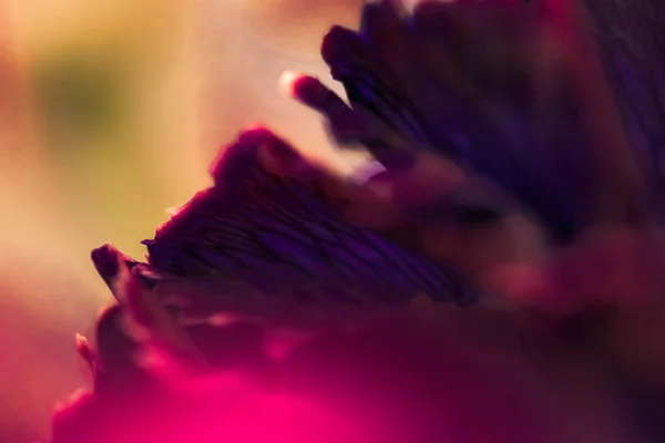 Flor de clavel de Borgoña en flor, arte floral abstracto en flor — Foto de Stock