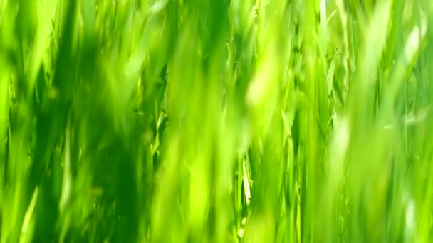 Zielona trawa łąka, błękitne niebo i światło słoneczne w lecie, tło natury — Wideo stockowe