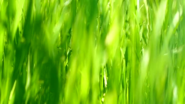 Herbe verte prairie, ciel bleu et lumière du soleil en été, fond nature 
