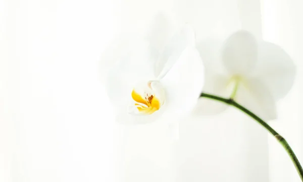 Hvid orkideblomst i blomst, abstrakt blomster blomstre kunst backgr - Stock-foto