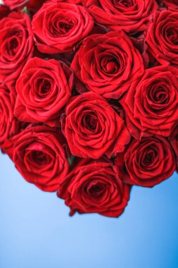 Mavi arka plan üzerinde kırmızı gül Lüks buket, bir hol olarak çiçek