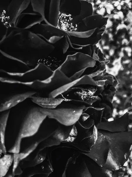 Чорний квітучий сад квітка троянди на заході сонця, квіткова красуня backg — стокове фото