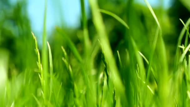 Pradera de hierba verde, cielo azul y luz solar en verano, fondo natural — Vídeos de Stock