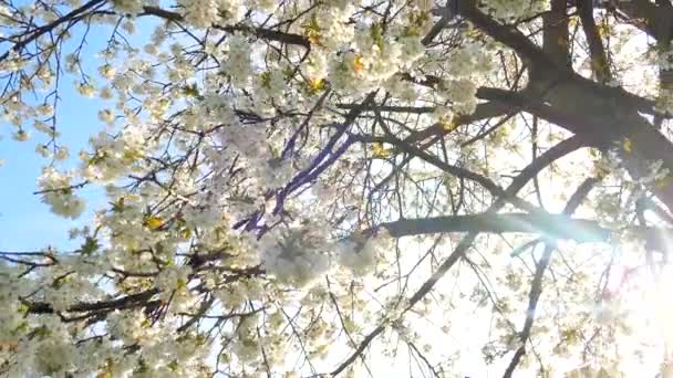 Kirschbaumblüte und blauer Himmel bei Sonnenuntergang, blumiger Hintergrund der Natur — Stockvideo