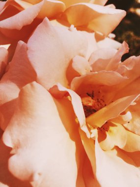 Gün batımında harika çiçek açan gül çiçeği, çiçek güzelliği backgrou