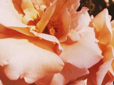 Gün batımında harika çiçek açan gül çiçeği, çiçek güzelliği backgrou