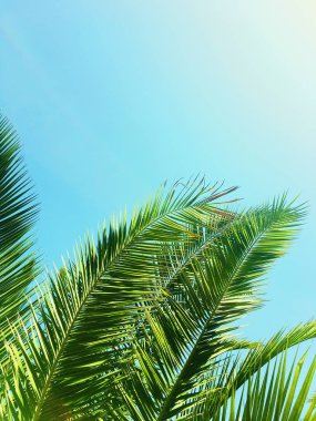 Palmiye yaprakları ve gökyüzü, yaz yolculuğu arka planı