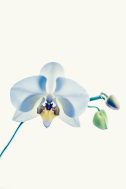 Çiçek açan orkide, soyut çiçek arkaplanı