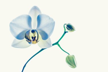 Çiçek açan orkide, soyut çiçek arkaplanı