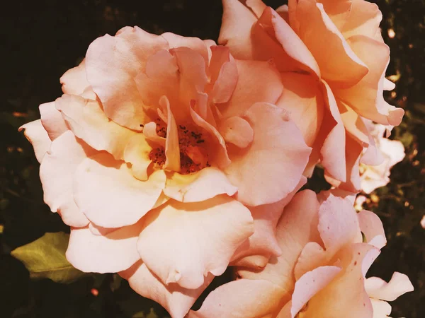 Floração maravilhosa rosa flor ao pôr do sol, backgrou beleza floral — Fotografia de Stock