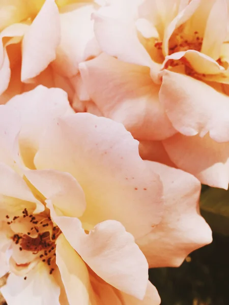 Nádherná kvetoucí květina při západu slunce, květinová backgrou — Stock fotografie