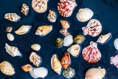 Deniz kabuğu arka plan, yaz hedef ve plaj tatil t