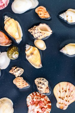 Deniz kabuğu arka plan, yaz hedef ve plaj tatil t