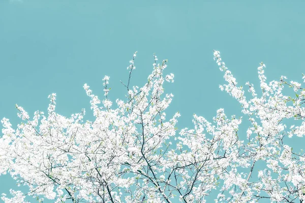 Arte abstracto floral sobre fondo turquesa, flujo de cereza vintage —  Fotos de Stock