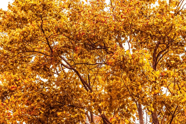 Hermoso paisaje de otoño de fondo, escena de la naturaleza vintage en f — Foto de Stock