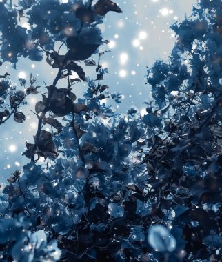 Noel, Yeni Yıl Mavi Çiçek Özgeçmişi, Noel kartı