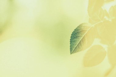 Yeşil yapraklar soyut bağlılık arka planı olarak, bitkisel foya