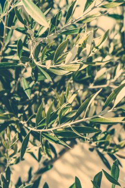 Yunanistan 'da Zeytin Bahçesi