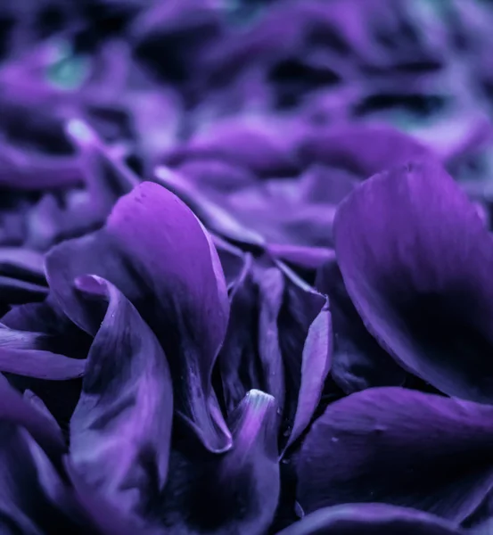 Fondo abstracto de arte floral de vacaciones, flor púrpura p — Foto de Stock