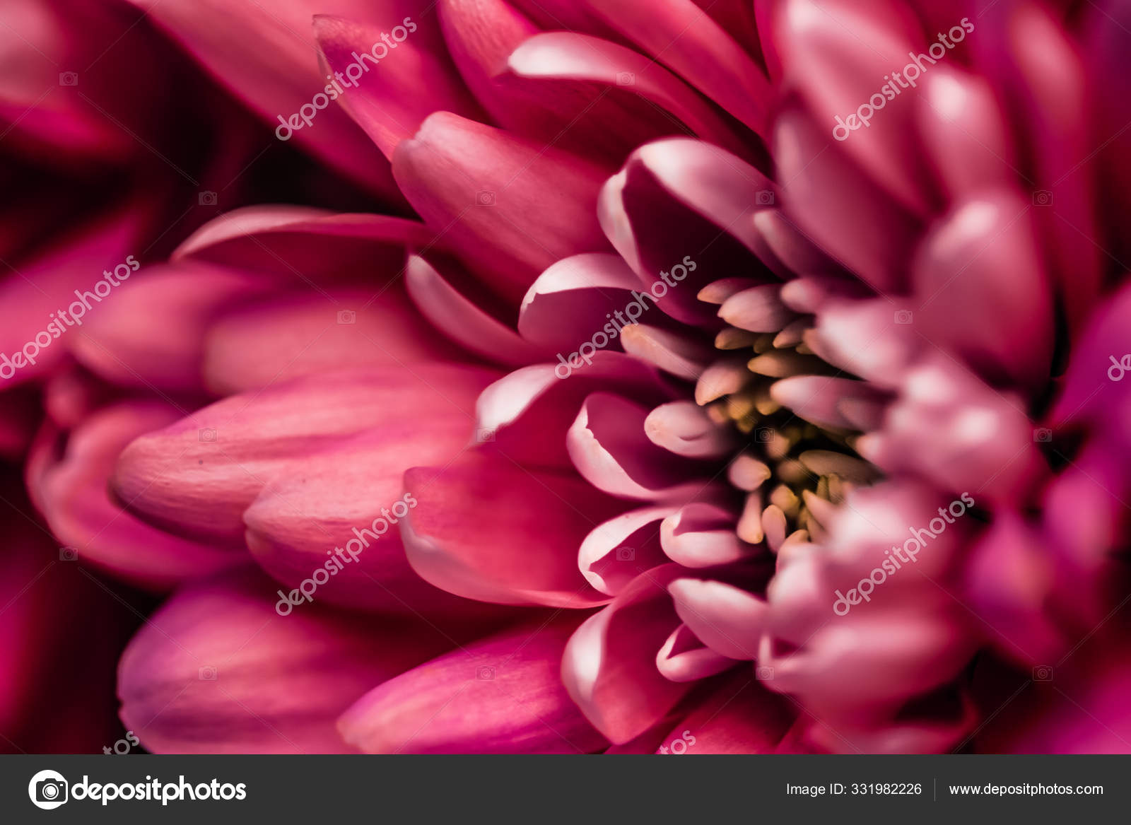 Red daisy flower petals in bloom, abstract floral blossom art ba Stock