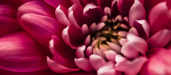 Pétalos de flores de margarita roja en flor, flor floral abstracta art ba — Foto de Stock