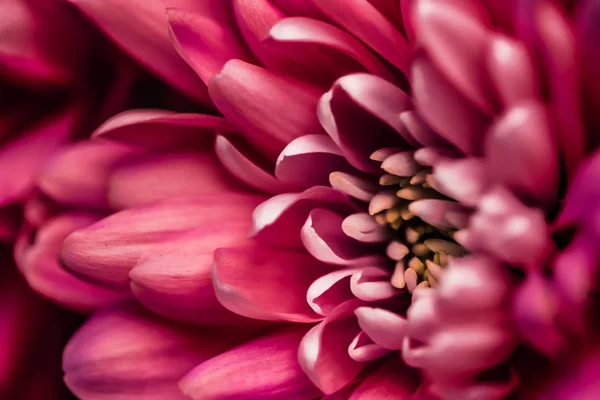 Rode madeliefje bloemblaadjes in bloei, abstracte bloemen bloesem kunst ba — Stockfoto
