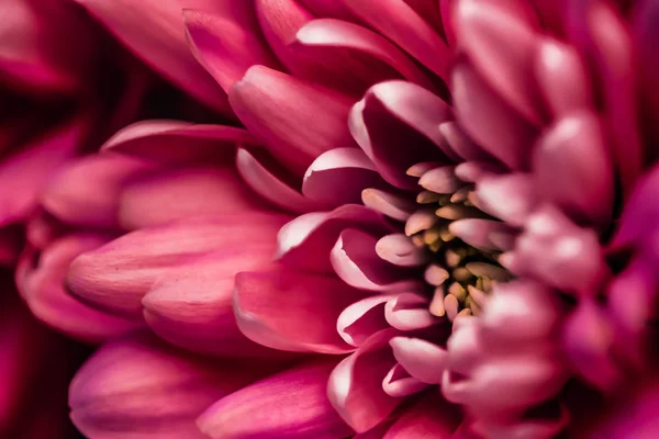 Pétalos de flores de margarita roja en flor, flor floral abstracta art ba —  Fotos de Stock