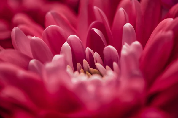 红菊花花瓣盛开，抽象花卉艺术 — 图库照片