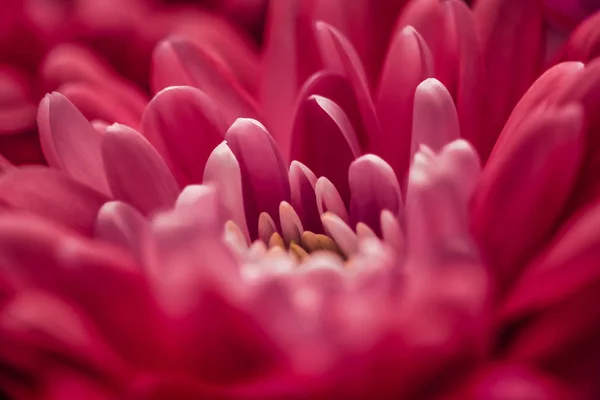 Red daisy flower petals in bloom, abstract floral blossom art ba — Stock Photo, Image