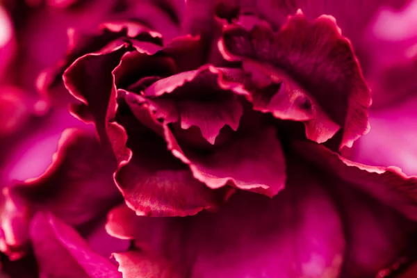 Red carnation flower in bloom, abstract floral blossom art backg — ストック写真